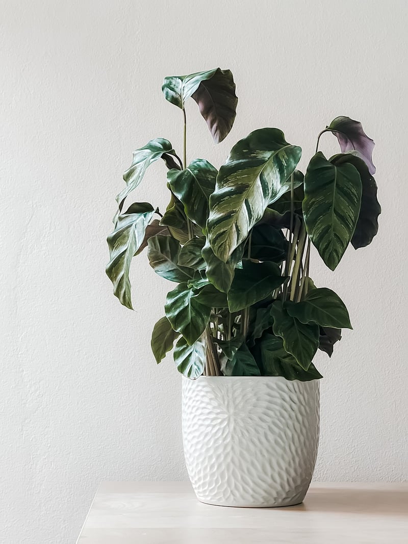 Indoor Jungle