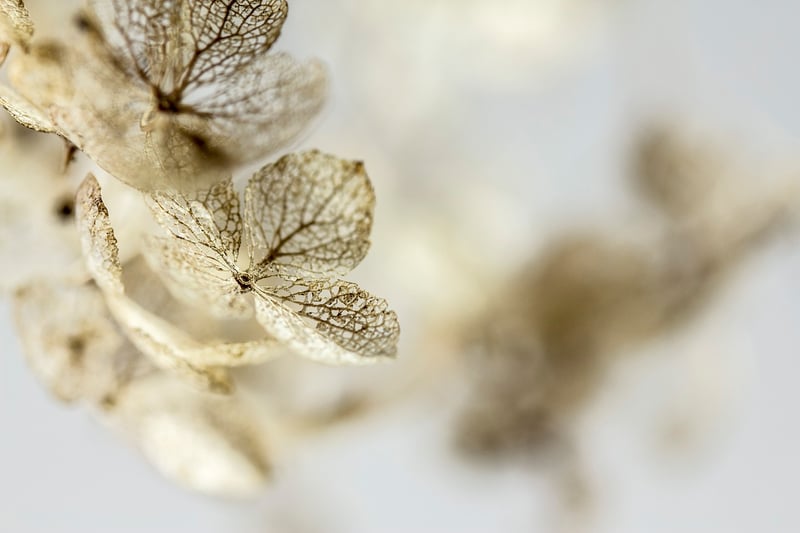 Dried Botanicals
